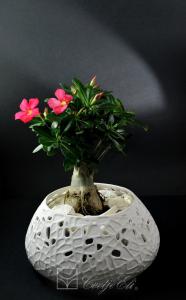 11-posebna ponudba-kostni porcelan