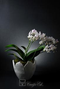 19-posebna ponudba-kostni porcelan